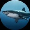 sharklover23